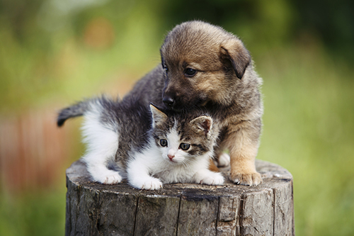puppies and kittens